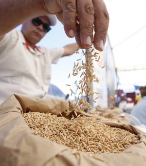 Governo distribuirá 200 toneladas de sementes de arroz na próxima semana