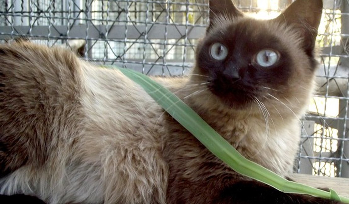 Gata de estimação é infectada pelo coronavírus no Reino Unido