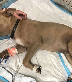 Pitbull morre após salvar donos da picada de cobra venenosa