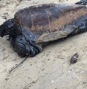 [Vídeo] Maragogi: tartaruga com manchas de petróleo agoniza em São Bento