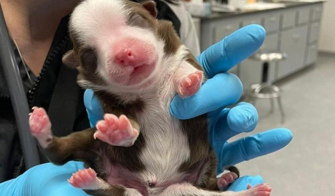 Filhote de cachorro sobrevive ao nascer com 6 patas e duas caudas nos EUA