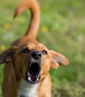 Vereadores aprovam lei que proíbe cachorro de latir em Santa Catarina