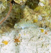 Cientistas descobrem 4 novas espécies de peixes em Fernando de Noronha