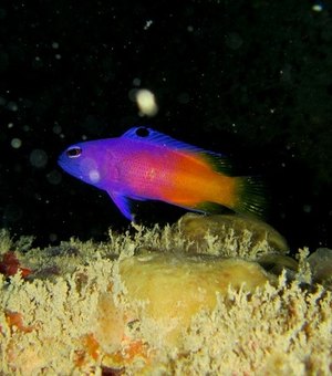 Peixes ameaçados de extinção são encontrados na Piscina do Amor