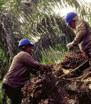 ONU: praga mundial de besouros está destruindo palmeiras