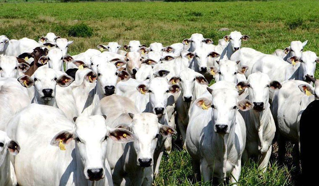 Rebanho bovino cresceu 4,6% em Alagoas no ano de 2020, aponta pesquisa