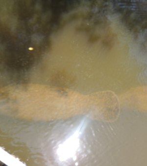 Peixes-boi são soltos em rio de Porto de Pedras