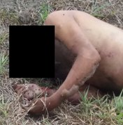 Cadáver é encontrado em município do Agreste de Alagoas