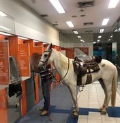 Dono leva cavalo para sacar dinheiro em agência bancária 