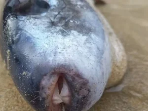Mulher acha peixe com 'bico' e veneno 1.200 vezes mais mortal que cianeto
