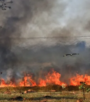 Fio de alta tensão cai e provoca incêndio em vegetação no Serrote em Arapiraca