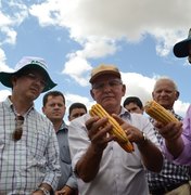 Região Agreste quer retomar espaço como polo produtor de milho