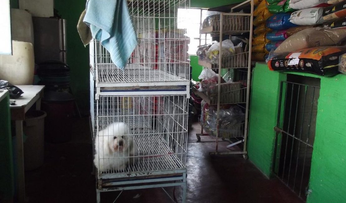 Fiscalização flagra irregularidades em clínicas e pet shops clandestinos