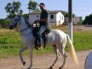 Arapiraca vai sediar primeira exposição do cavalo Mangalarga Marchador