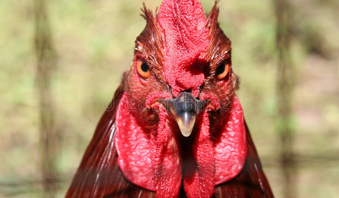 Homem morre ao ser atacado por galo quando levava animal para rinha
