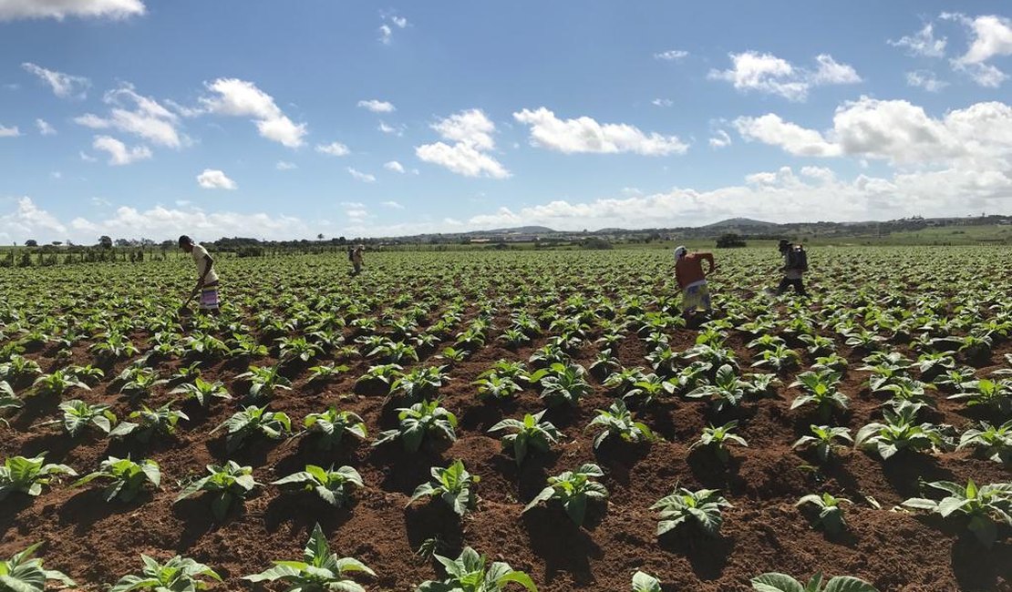 [Vídeo] Chuvas e preço fazem agricultores voltarem a investir no fumo em Arapiraca