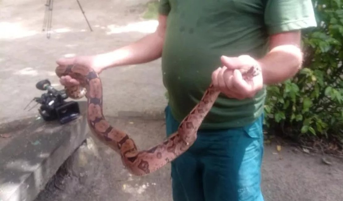 OAB vai acompanhar caso de cobra viva encontrada em caixa de correspondência nos Correios