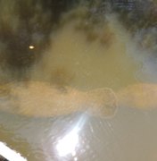 Peixes-boi são soltos em rio de Porto de Pedras
