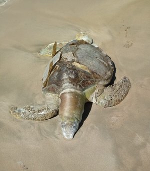 Tartaruga é encontrada morta em praia de Maragogi