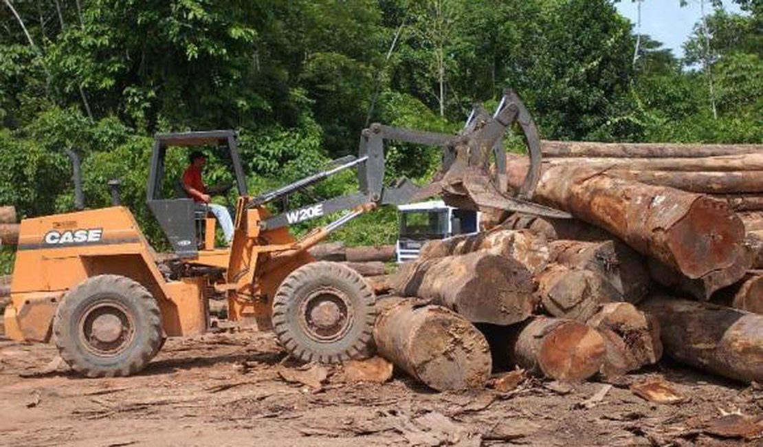 Em um ano, desmatamento na Amazônia corresponde a 128 campos de futebol por hora