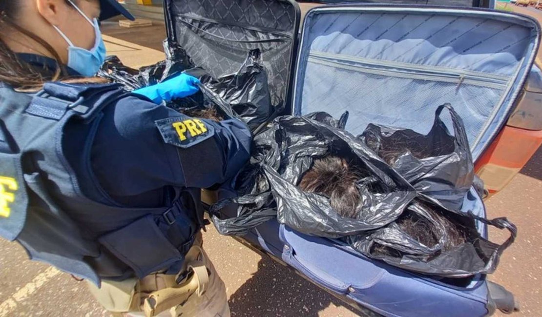 Polícia apreende 57 kg de cabelos avaliados em R$ 285 mil achados em malas