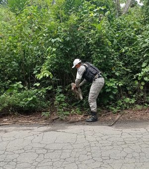 Bicho-preguiça é resgatado ao atravessar trecho da rodovia AL-215, no Pilar