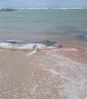[Vídeo] Filhote de baleia jubarte é encontrado morto na praia de Garça Torta