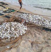 [Vídeo] Pescadores capturam quase duas toneladas de peixes na Praia de Tabuba