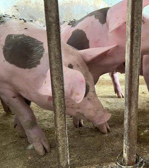 Alagoas já vacinou mais de 17 mil animais contra a Peste Suína Clássica