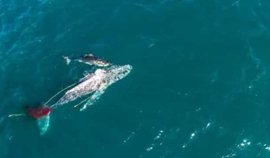 Tubarão é filmado 'afogando' enorme baleia em ataque assustador
