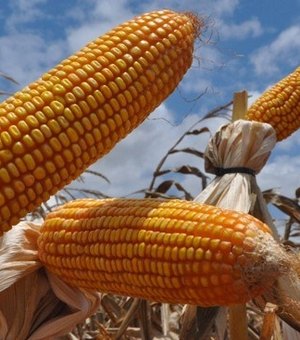 Concessão de crédito para produção de grãos aumenta 102% em AL