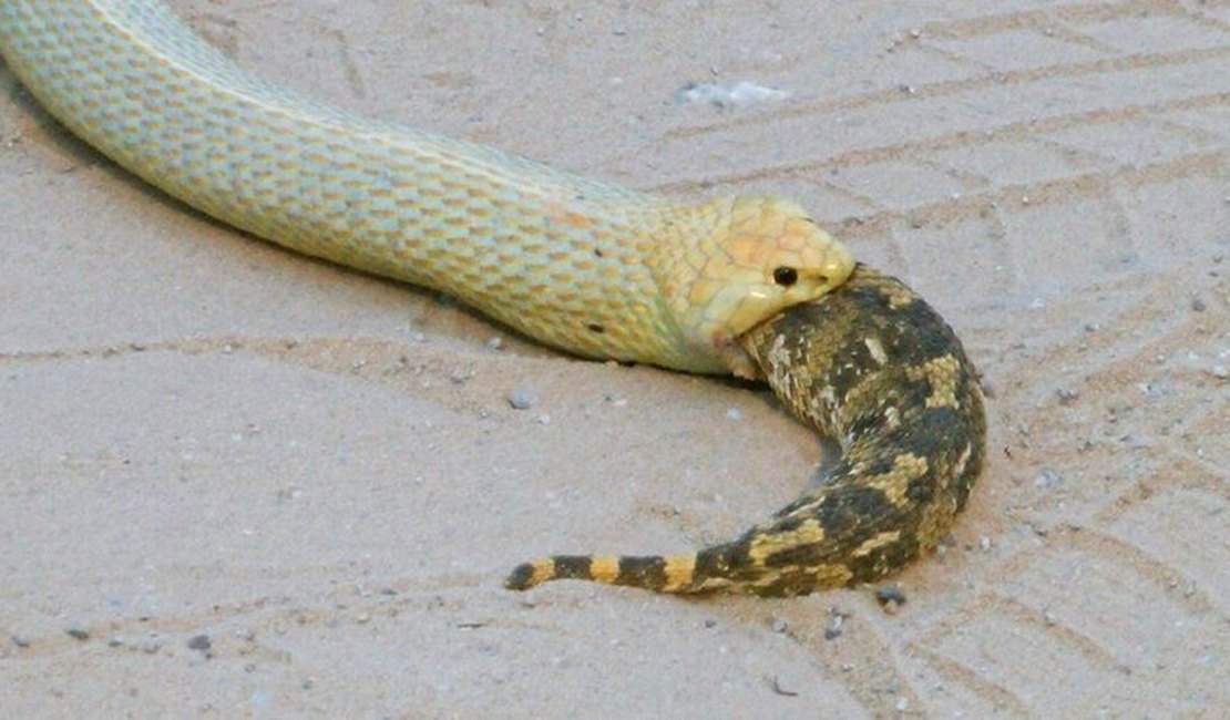 Cobra engole serpente viva e turista vai à loucura: 'Inesquecível'