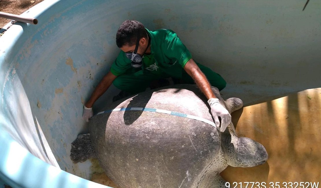 Tartaruga verde encontrada em Maragogi no domingo não resiste e morre