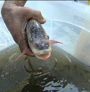 Peixes são retirados vivos de escombros em chafariz do Museu Nacional