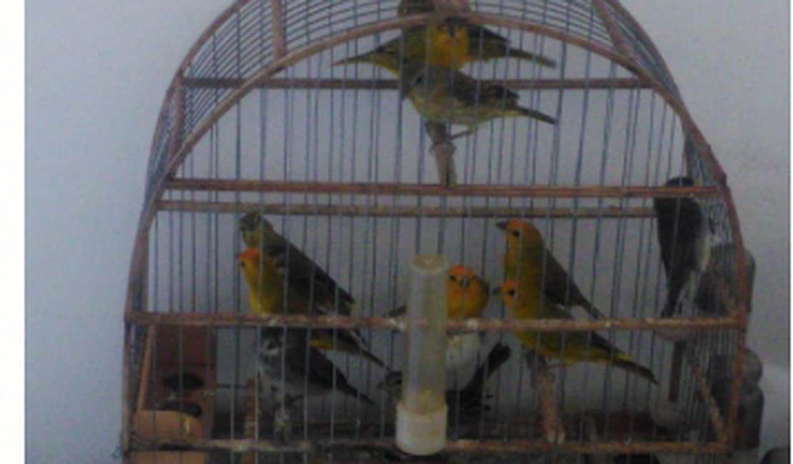 Homem é preso com pássaros silvestres no Agreste de Alagoas