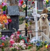 Cachorro se muda para cemitério depois da morte do dono