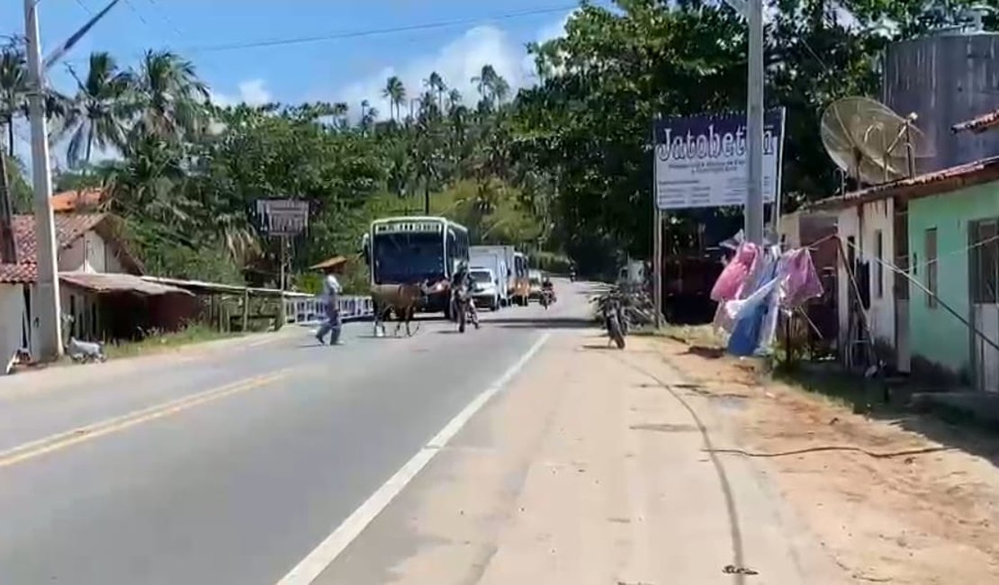Animal larga carroça e invade rodovia em Maragogi