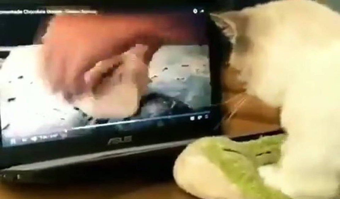 Gato “amassa pãozinho” assistindo programa de culinária e viraliza