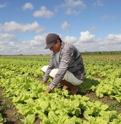 Produção de hortaliças em Arapiraca movimenta R$ 50 milhões por ano