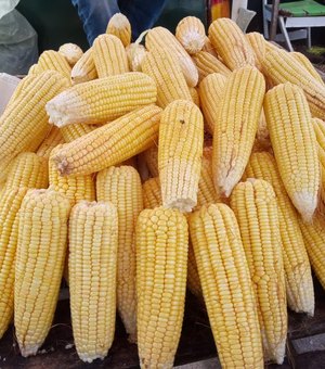 [Vídeo] Venda de milho verde começa a esquentar em Arapiraca