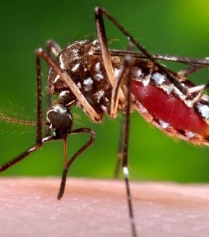 Mais de 5 mil casos de Chikungunya já foram confirmados em AL este ano