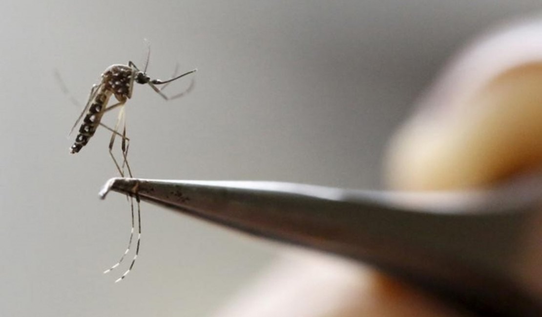Aedes aegypti: 885 cidades estão em situação de alerta ou risco de surto