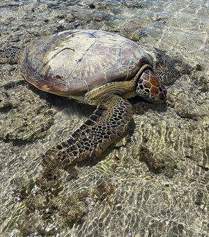 Tartaruga fica presa após maré baixa nas piscinas naturais da Ponta Verde