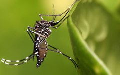 Prefeitura de Arapiraca divulga bairros com mais incidência de casos de dengue