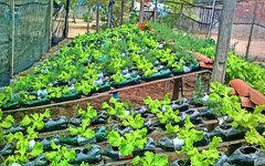 Agricultor arapiraquense utiliza garrafas pet para cultivar plantas