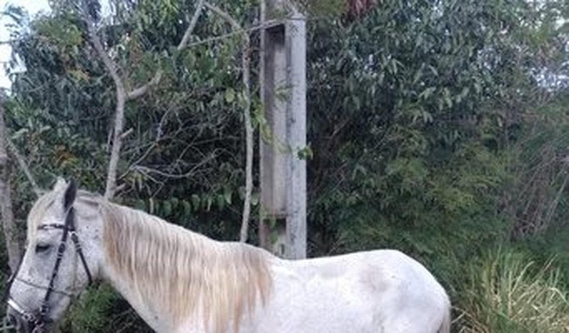 Homem é preso após roubar um cavalo na cidade de Rio Largo 