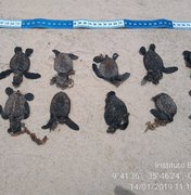Pelo menos 32 tartarugas marinhas morreram atropeladas em Maceió