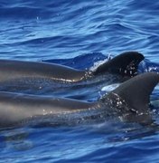 Híbrido raro entre baleia e golfinho é flagrado nadando em ilha do Havaí