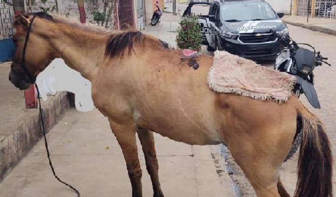 Homem é preso por maus-tratos a animal no município de Palmeira dos Índios