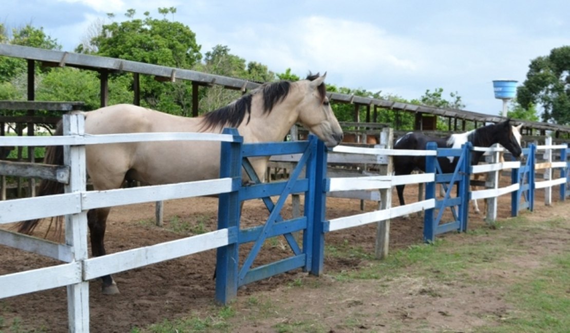 Cavalos encantam com beleza e performance em Arapiraca